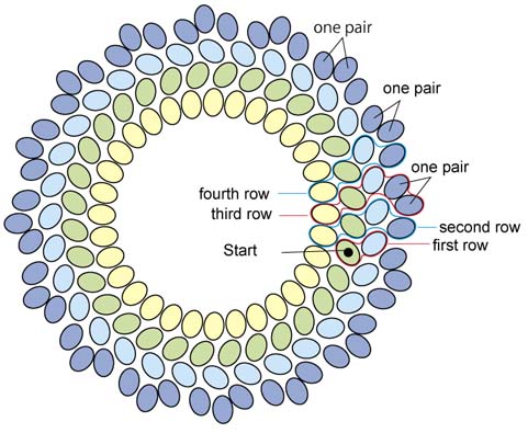 basic of circular type of plaited herringbone stitch